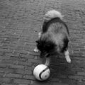 filou (25)